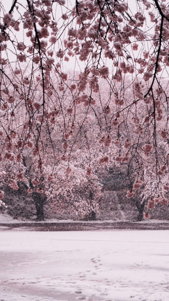 Antiguamente se hacía el hanami con nieve