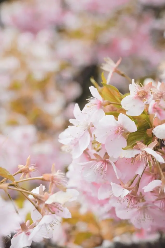 Detalle de los pétalos de la flor del cerezo