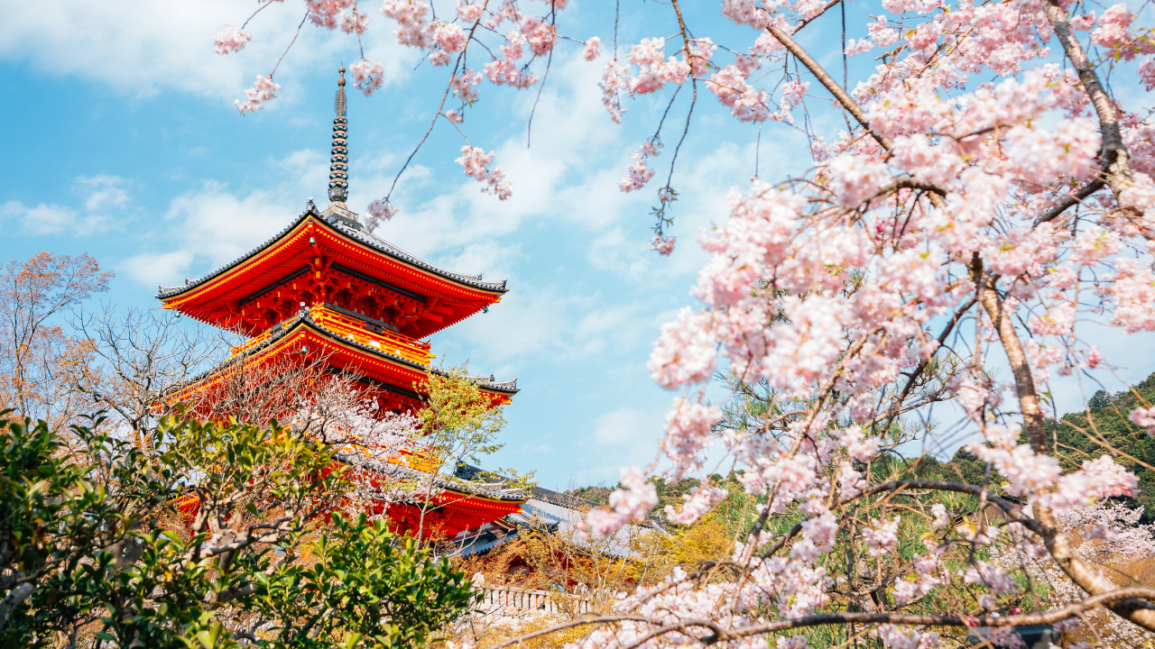 templo con sakura